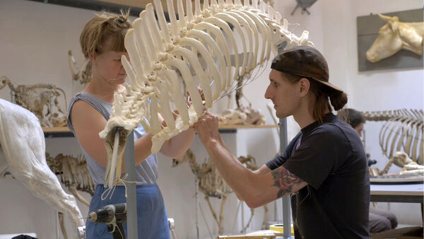 Montageskelett eines ausgewachsenen Hausschwein-Ebers Montageskelett eines ausgewachsenen Hausschwein-Ebers