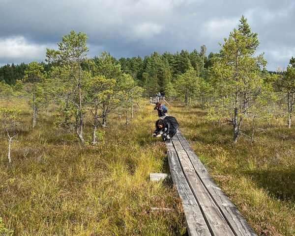 © Stefanie Busch Foto Moorlandschaft Kemeri, Lettland