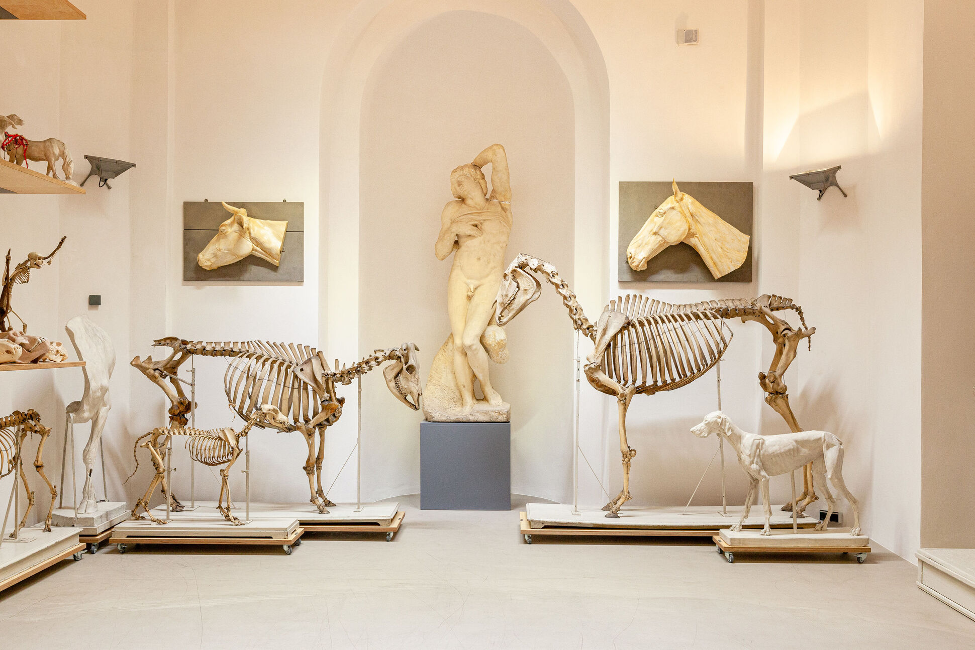 Tierskelette, Gipsmodelle des menschlichen Körpers und der verschiedenen Tiere, Anatomische Sammlung. Tierskelette, Gipsmodelle des menschlichen Körpers und der verschiedenen Tiere, Anatomische Sammlung.