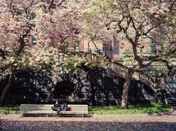 Fotografie Innehof mit Magnolien