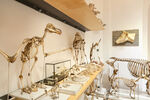 Tierskelette, Anatomische Sammlung.