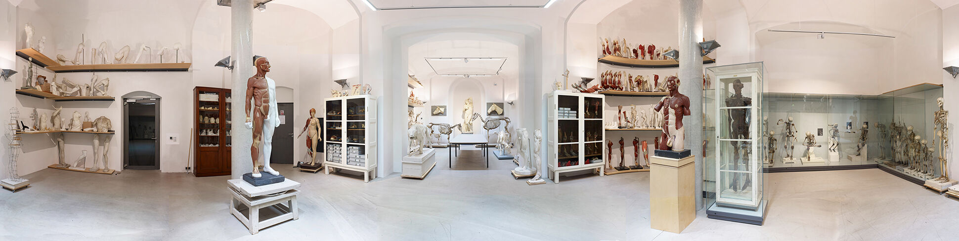 Anatomische Sammlung © Kerstin Riße Anatomische Sammlung © Kerstin Riße