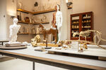 Tierskelette, Gipsmodelle des menschlichen Körpers und der verschiedenen Tiere, Anatomische Sammlung.