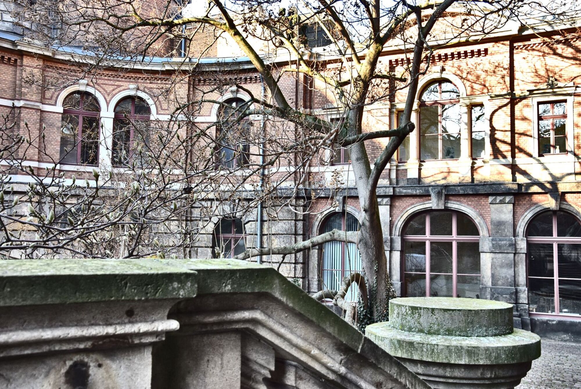 Innenhof der Hochschule. Magnolienblüte.