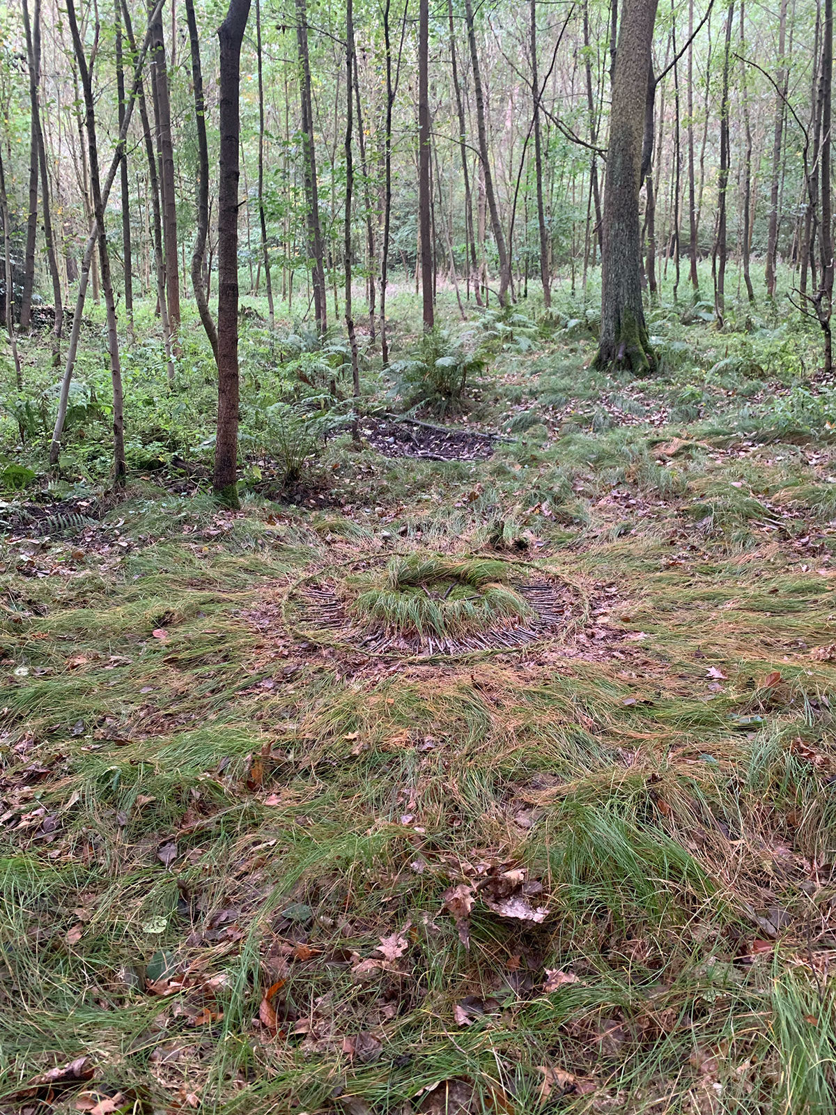 Langes Gras im Wald, das zu einer runden Form gekämmt wurde.