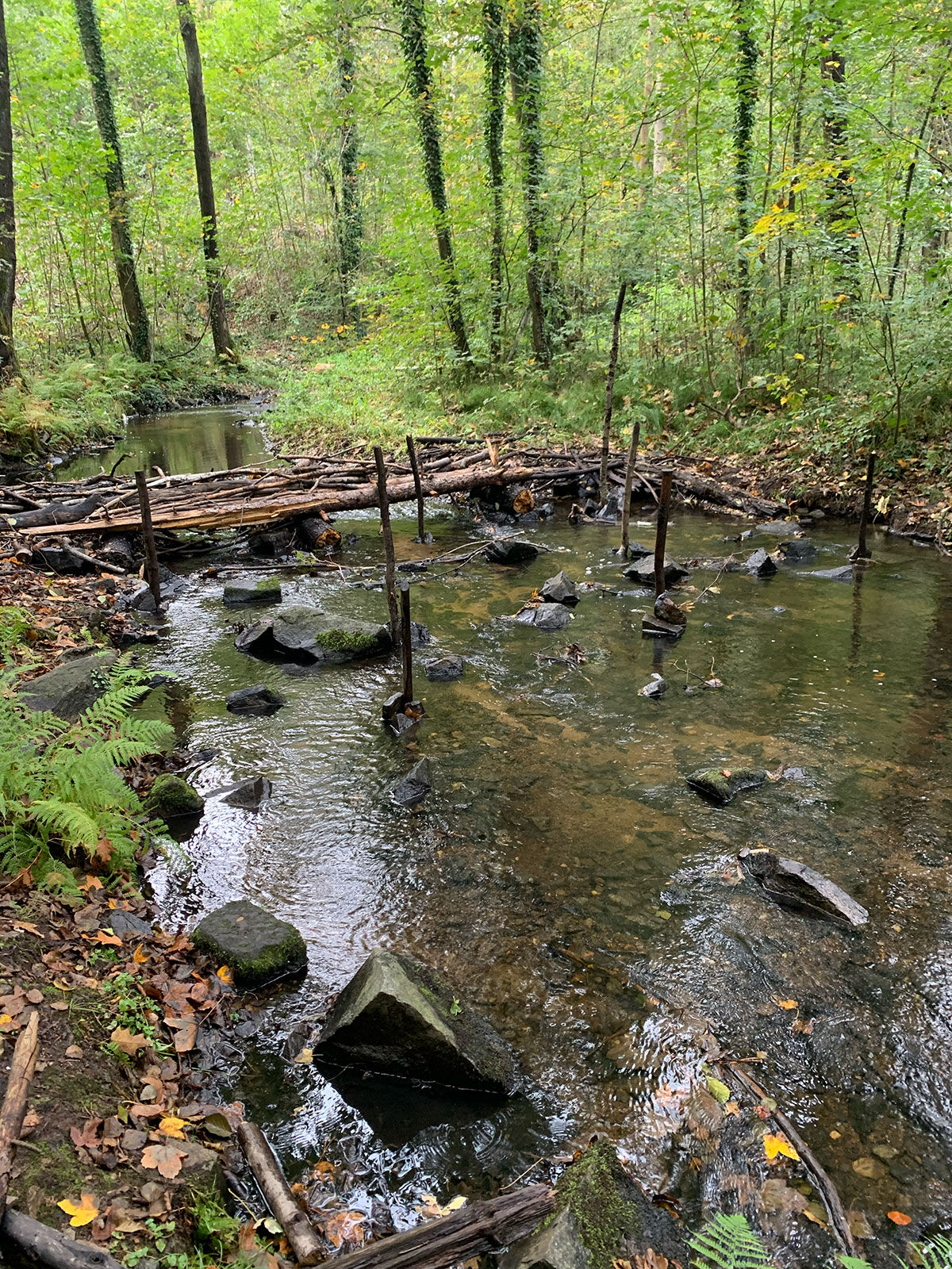 Ein Bach im Wald mit einem Stock darüber.