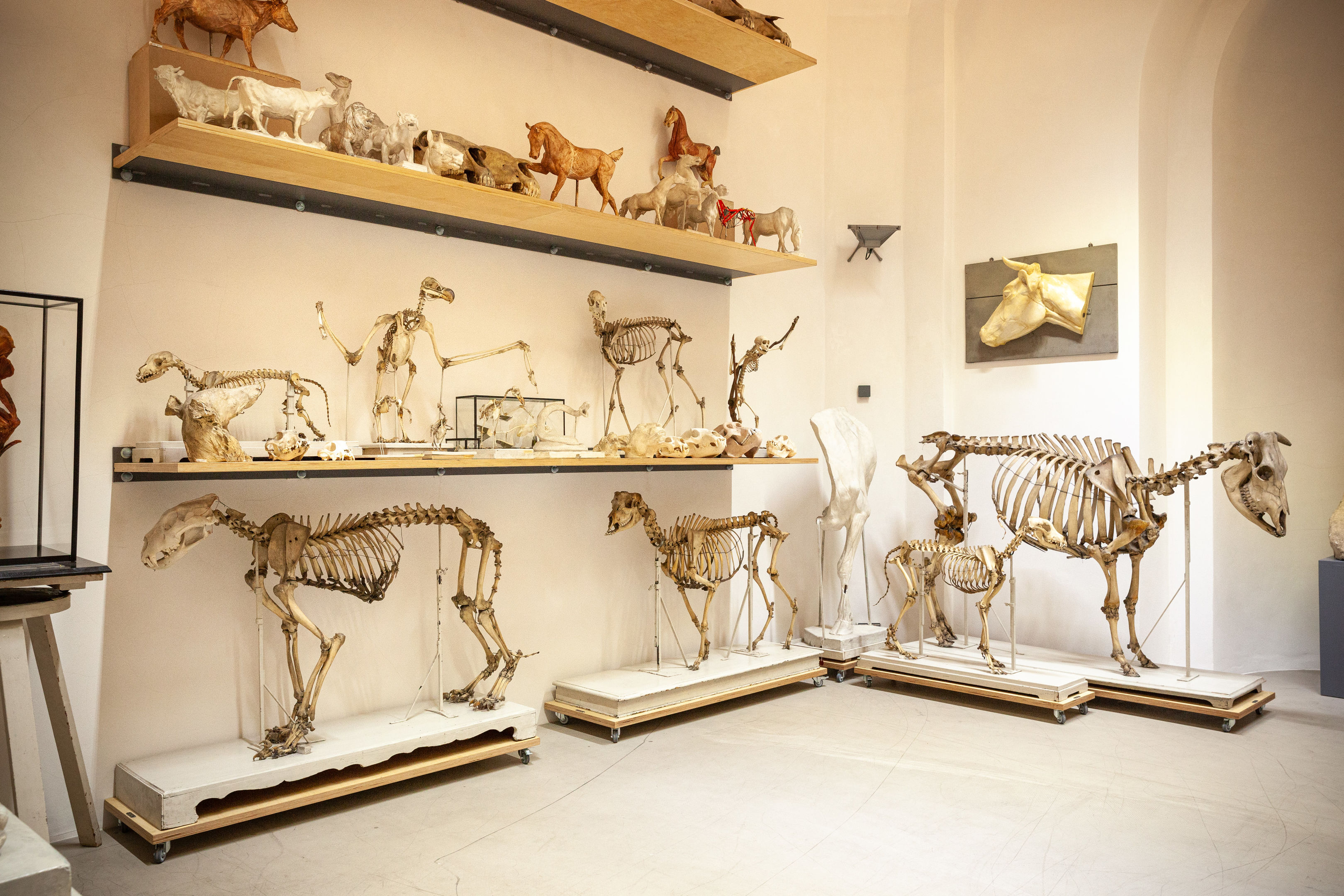 Tierskelette, Anatomische Sammlung.