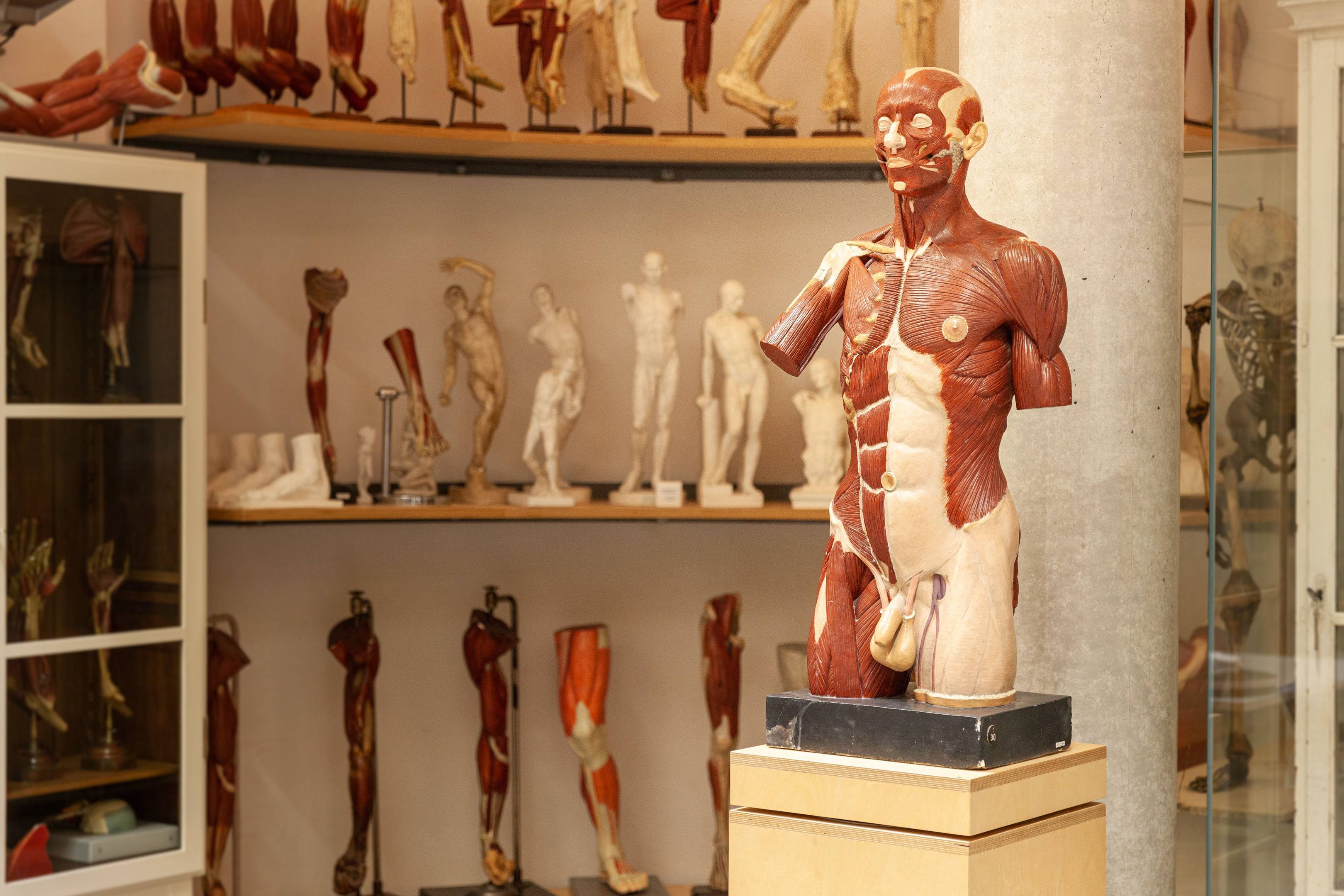 Modelle der menschlichen Extremitäten, Muskeltorso, Anatomische Sammlung.