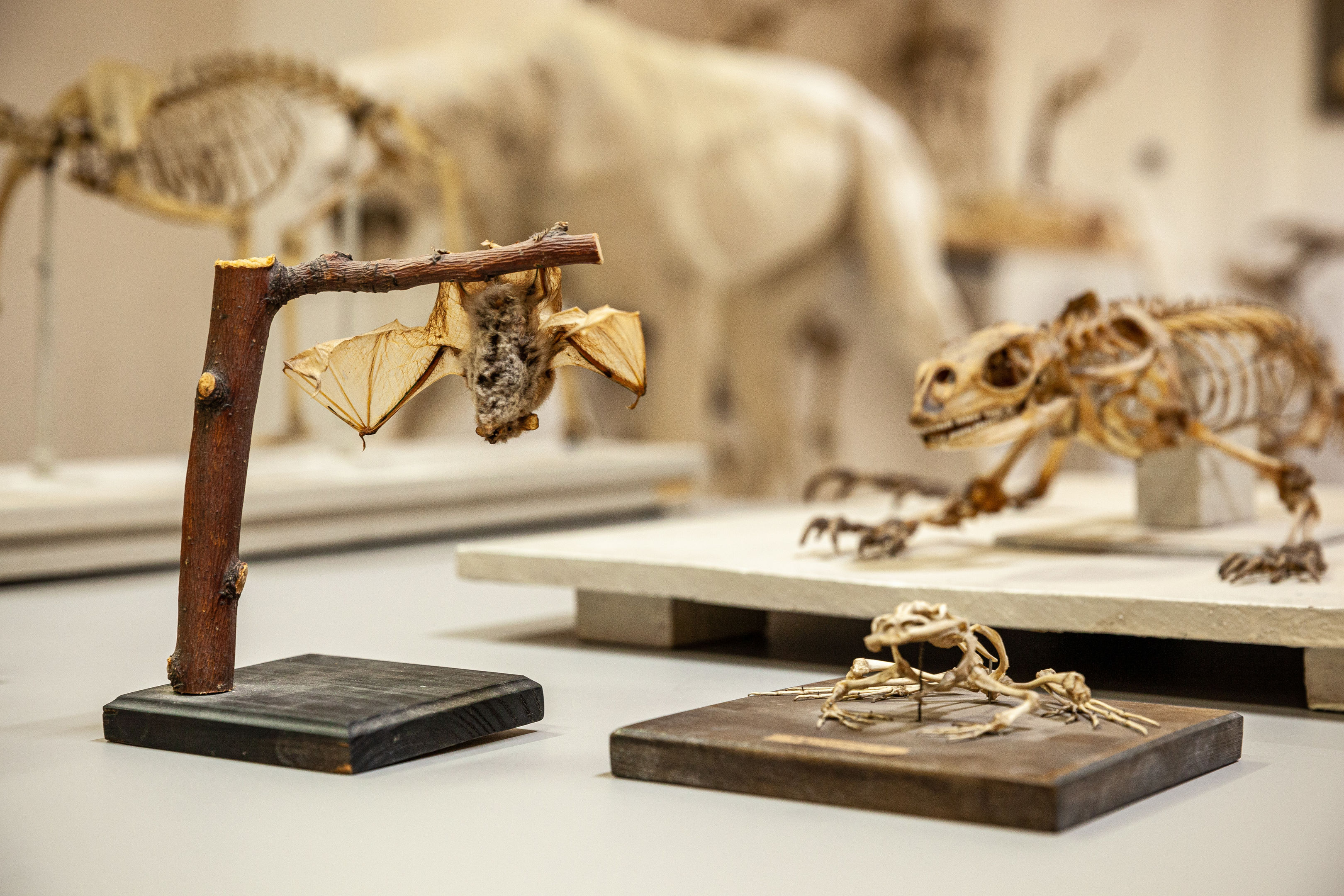 Tierskelette, Gipsmodelle des menschlichen Körpers und der verschiedenen Tiere, Anatomische Sammlung.