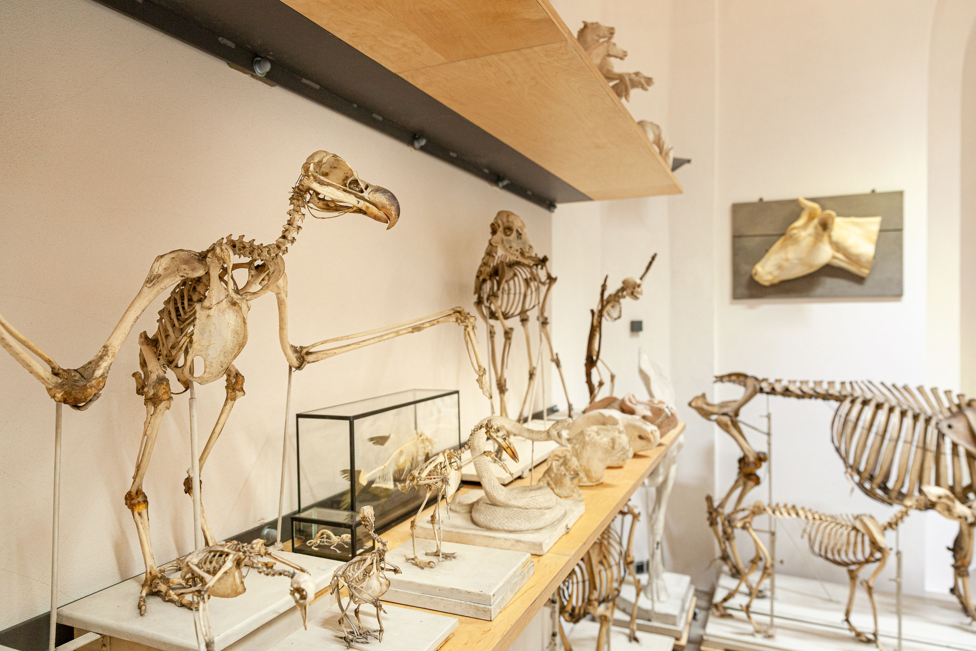 Tierskelette, Anatomische Sammlung.