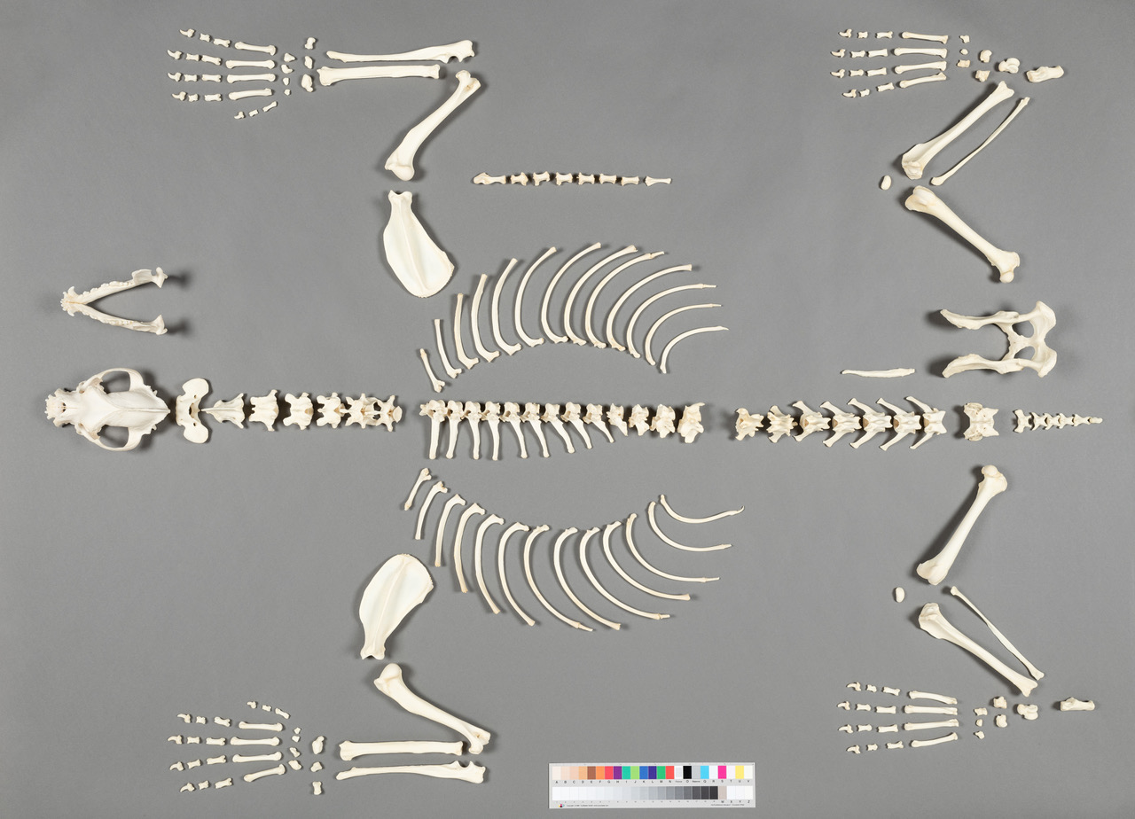 Hundeskelett Hundeskelett