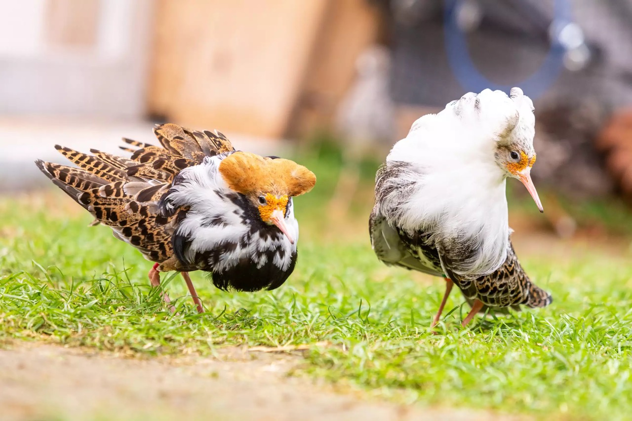 Zwei Kampfläufer auf einer Wiese Zwei Kampfläufer auf einer Wiese