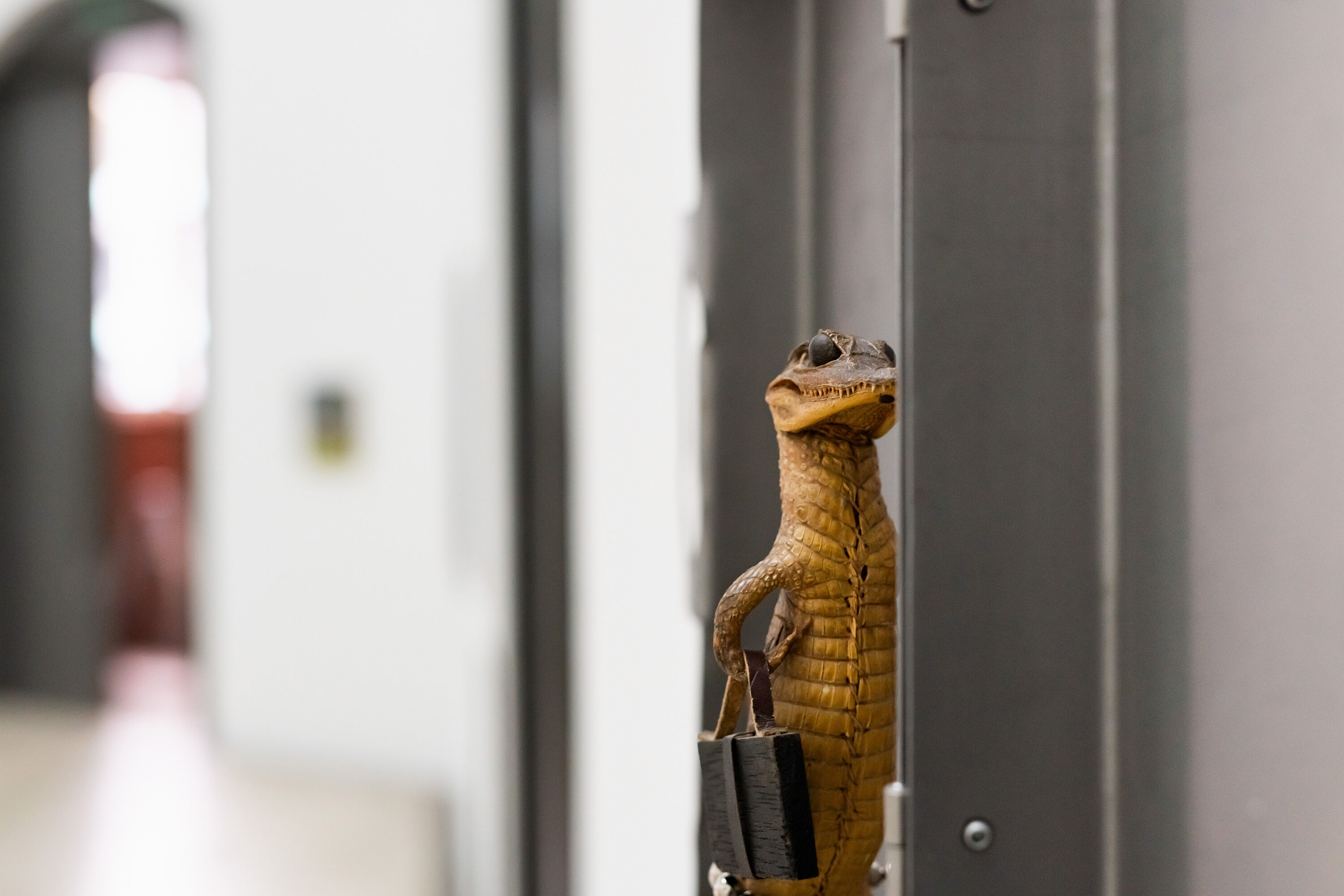 Nahaufnahme eines präparierten Kaimans in einem Metallkoffer
